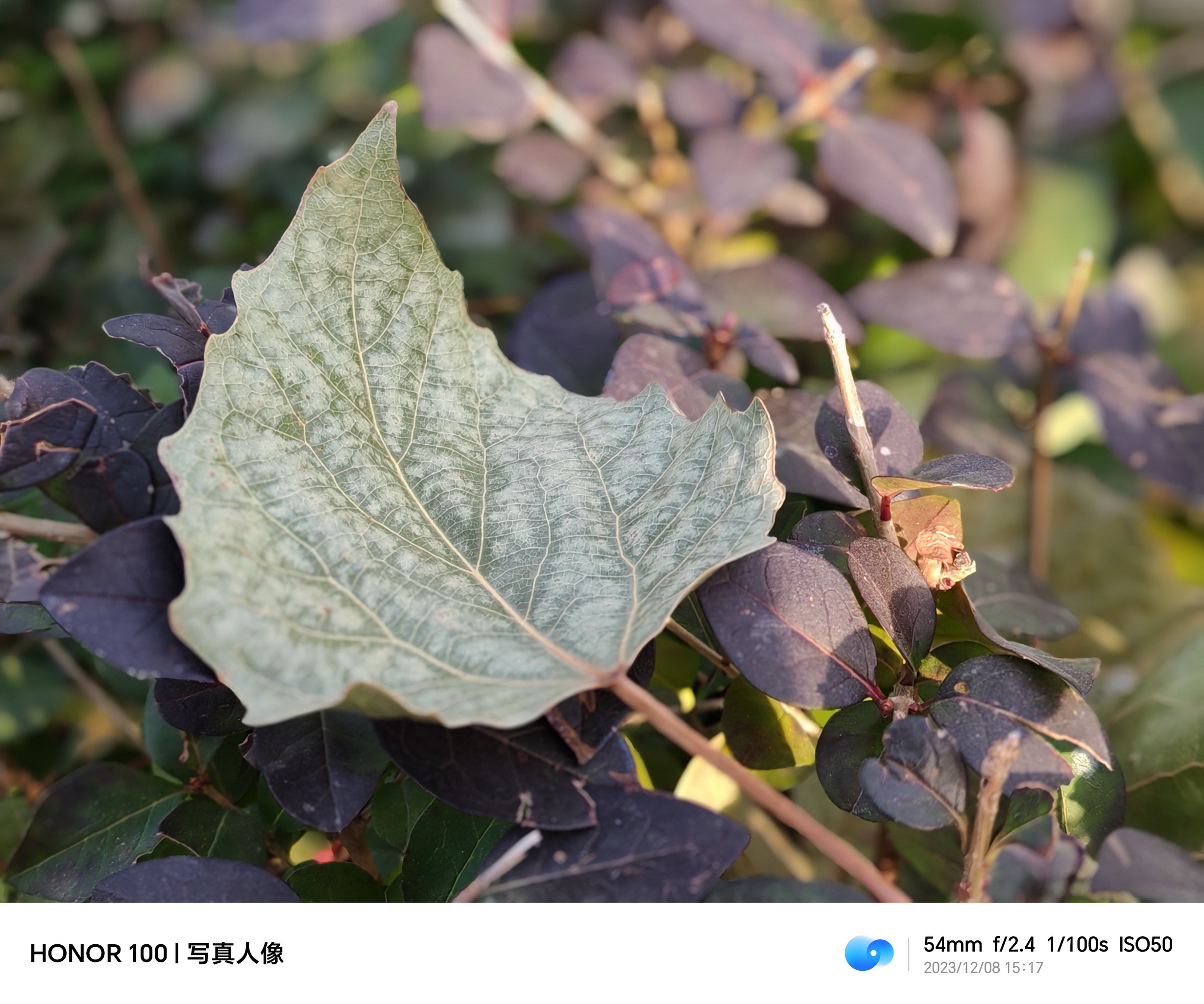 2499元的越级体验 荣耀100长测 - 第24张 - 智趣东西 2499元的越级体验 荣耀100长测 - 第24张