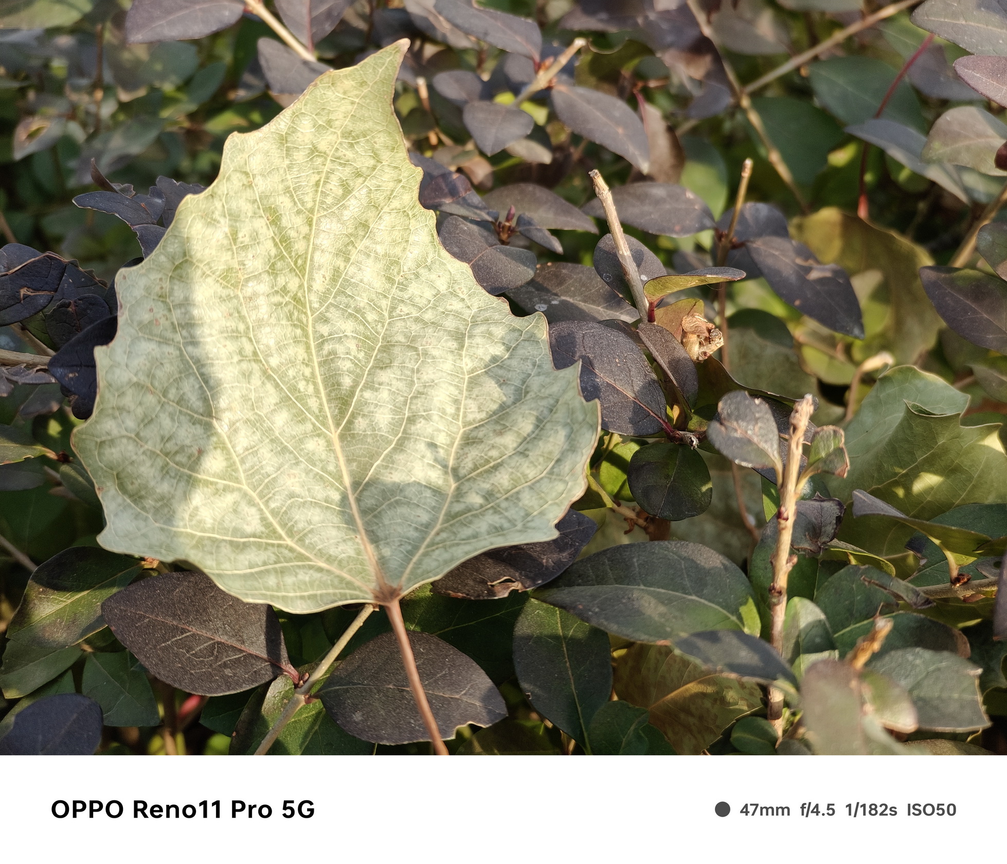 旗舰功能下放!OPPO Reno11 Pro来了 - 第12张 - 智趣东西 旗舰功能下放!OPPO Reno11 Pro来了 - 第12张