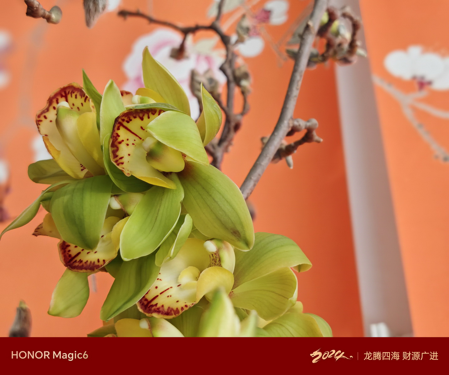 鹰眼抓拍好用吗?荣耀Magic6新春扫街! - 第14张 - 智趣东西 鹰眼抓拍好用吗?荣耀Magic6新春扫街! - 第14张