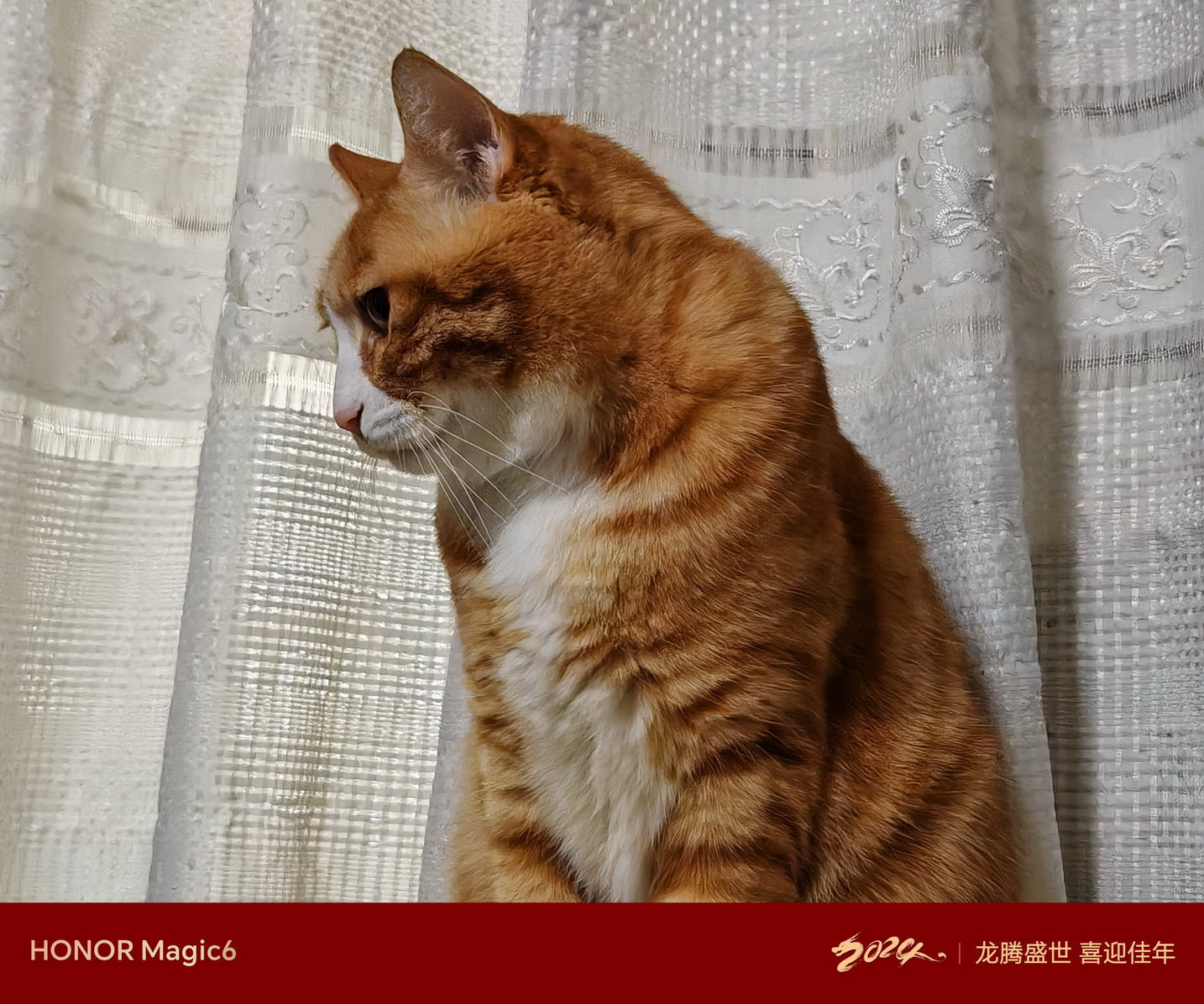 鹰眼抓拍好用吗?荣耀Magic6新春扫街! - 第22张 - 智趣东西 鹰眼抓拍好用吗?荣耀Magic6新春扫街! - 第22张