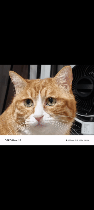 手机AI功能究竟怎么用?来抄OPPO Reno12的答案吧 - 第26张 - 智趣东西 手机AI功能究竟怎么用?来抄OPPO Reno12的答案吧 - 第26张
