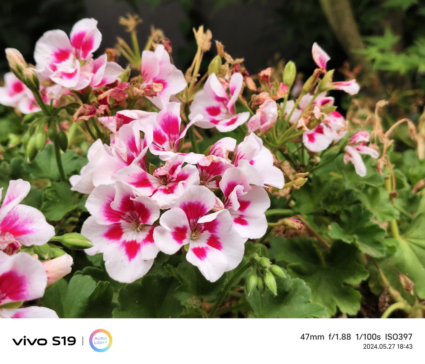 不止AI+拍照 还是年度续航王!vivo S19首测 - 第21张 - 智趣东西 不止AI+拍照 还是年度续航王!vivo S19首测 - 第21张