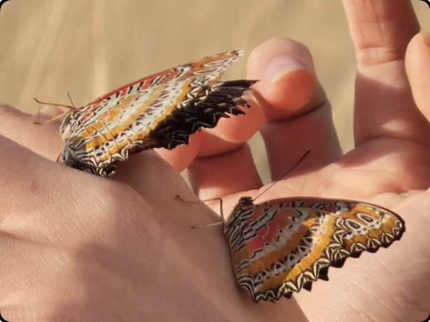 OPPO 发布年度旗舰 Find X9 系列，打造全新一代旅拍神器 - 第11张