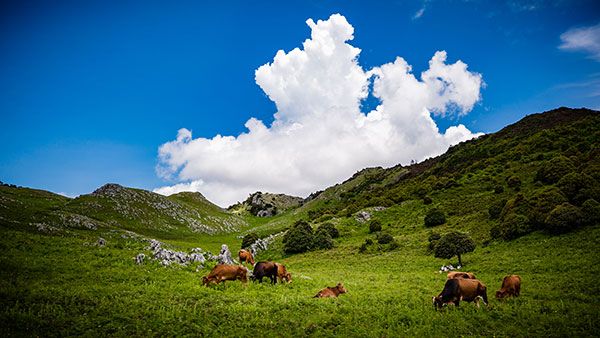 AMD 推出可选择化的 Adrenalin AI 套件 简化 Windows 平台本地 AI 开发